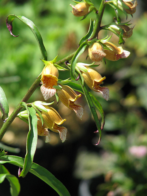 Digitalis laevigata