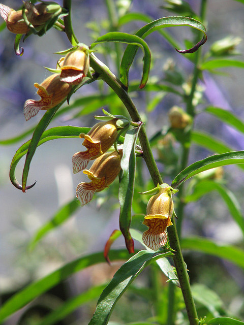Digitalis laevigata