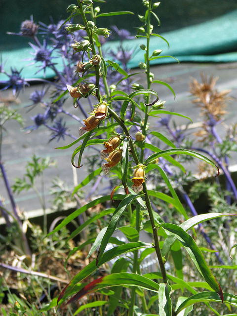 Digitalis laevigata