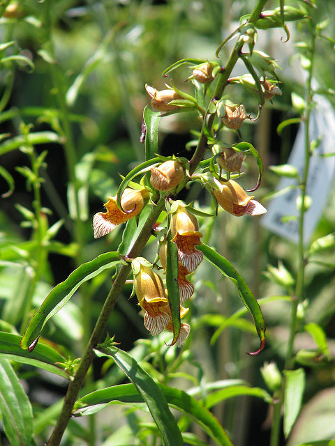 Digitalis laevigata