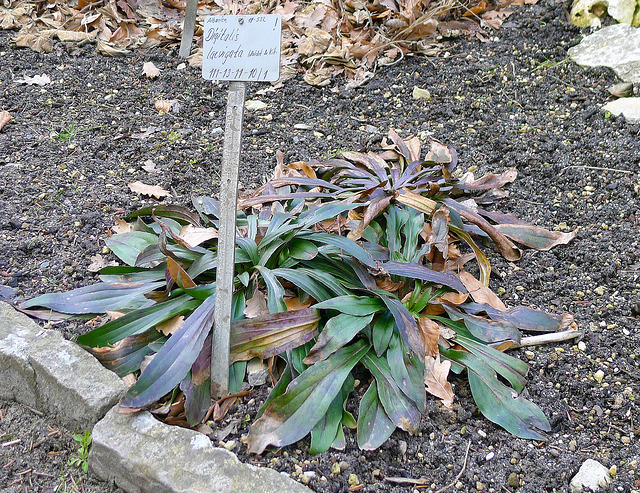Digitalis laevigata (Digitalis laevigata)