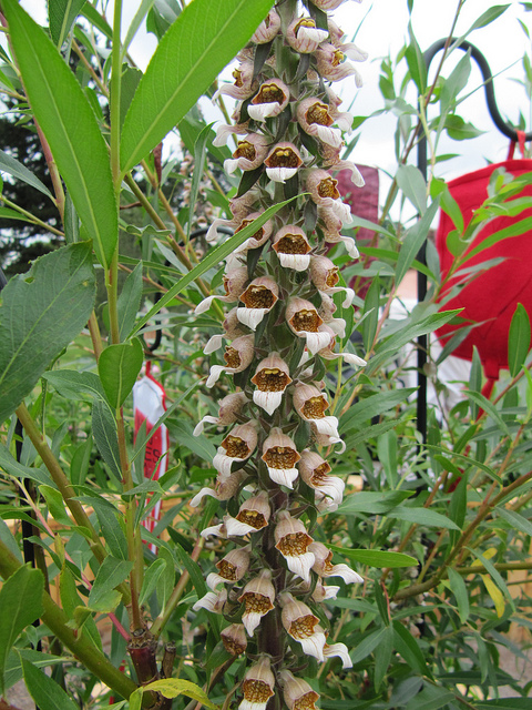 Digitale laineuse (Digitalis lanata)