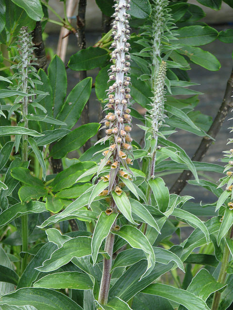 Digitale parviflora (Digitalis parviflora)