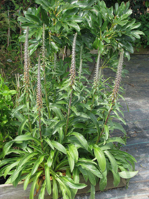 Digitale parviflora
