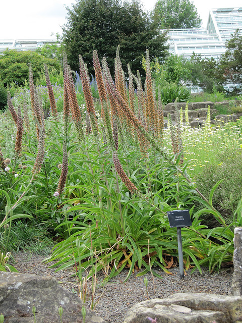 Digitale parviflora