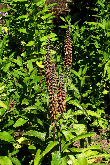 Digitale parviflora