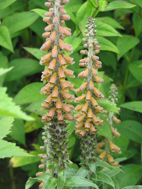 Digitale parviflora