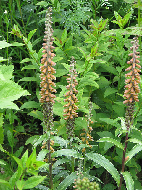 Digitale parviflora