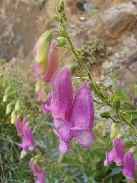 Digitalis thapsi (Digitalis thapsi)