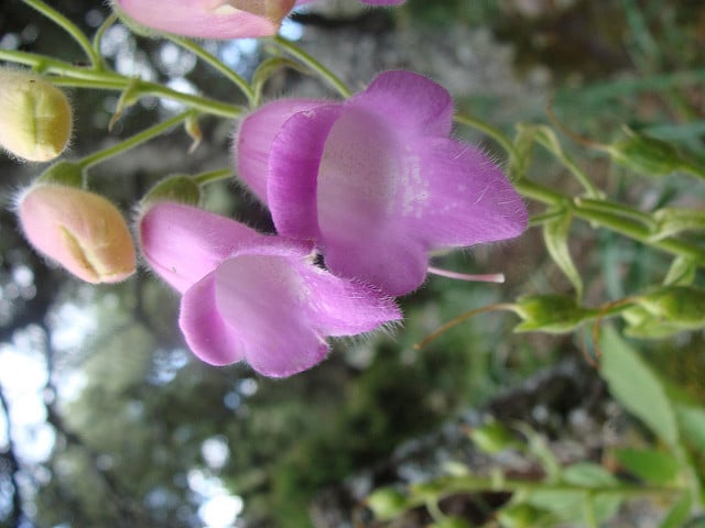 Digitalis thapsi