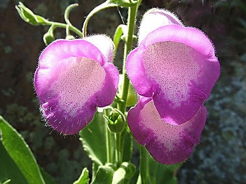 Digitalis thapsi