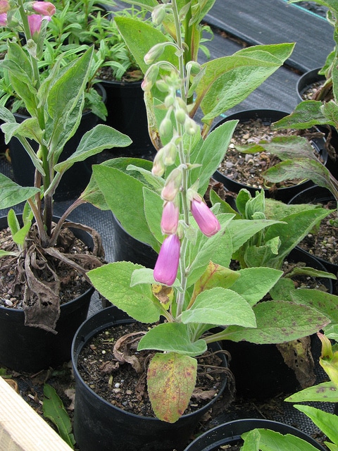 Digitalis thapsi