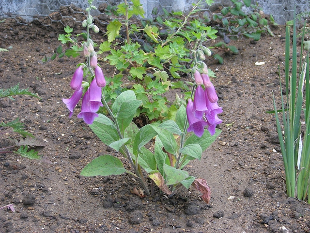 Digitalis thapsi