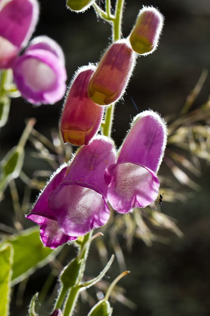 Digitalis thapsi