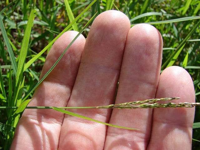 Digitaria abyssinica
