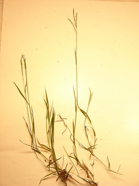 Digitaria abyssinica