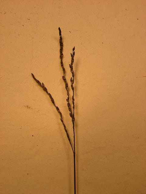Digitaria abyssinica