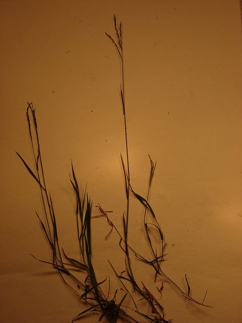 Digitaria abyssinica