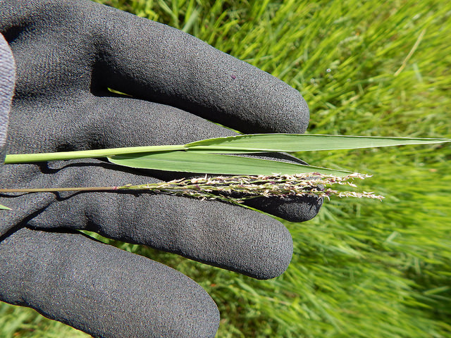 Digitaria abyssinica