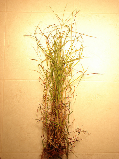 Digitaria ciliaris