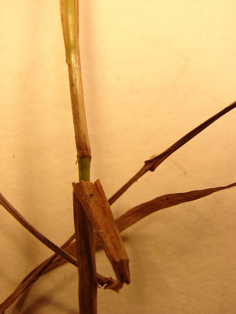 Digitaria ciliaris