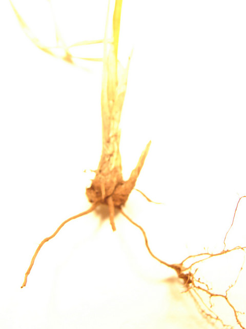 Digitaria ciliaris