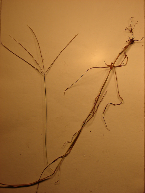 Digitaria ciliaris