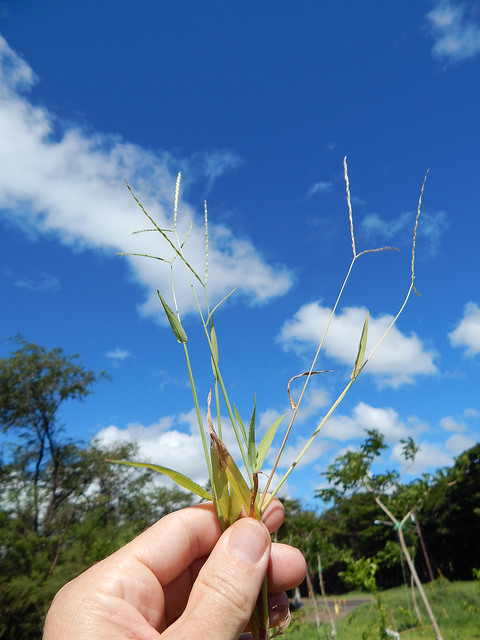 Digitaria ciliaris
