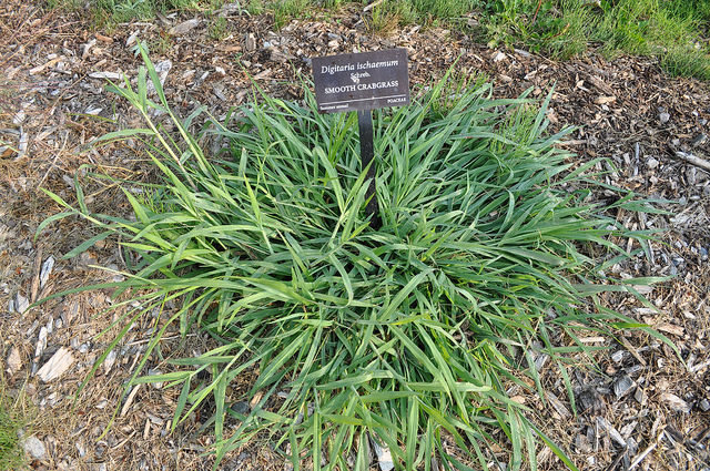 Digitaire couchée (Digitaria ischaemum)