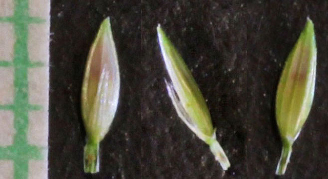 Digitaire commune (Digitaria sanguinalis)