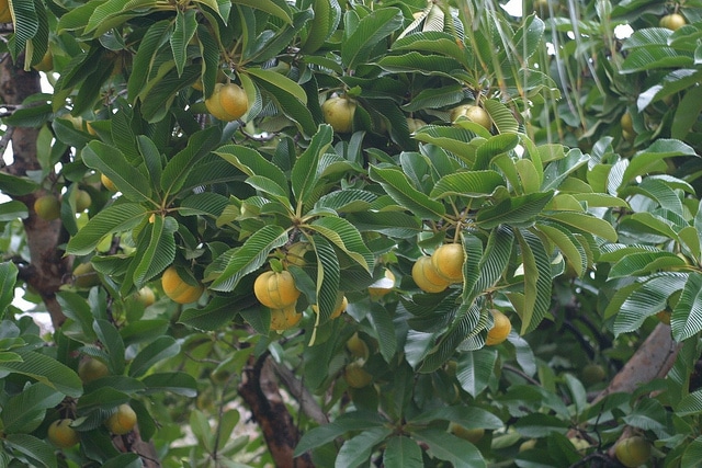 Dillenia indica