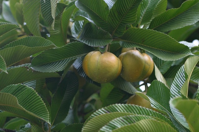 Dillenia indica