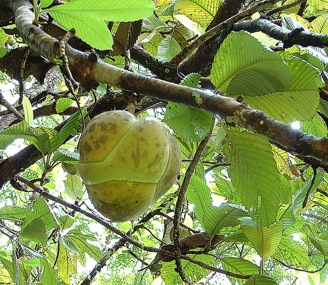Dillenia indica