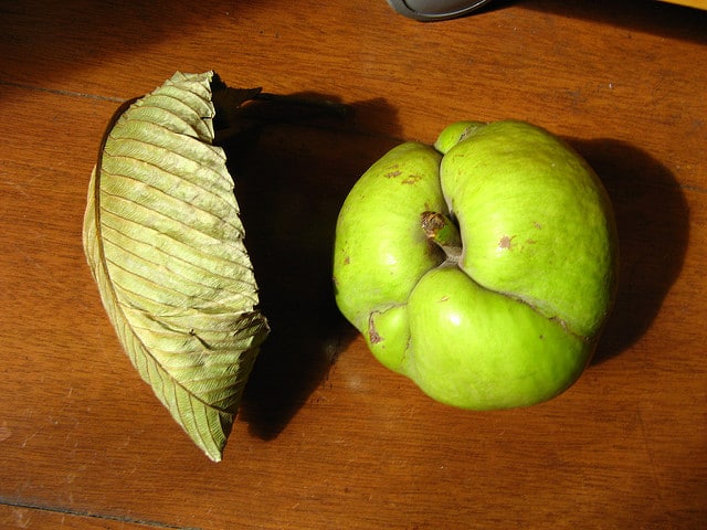 Dillenia indica