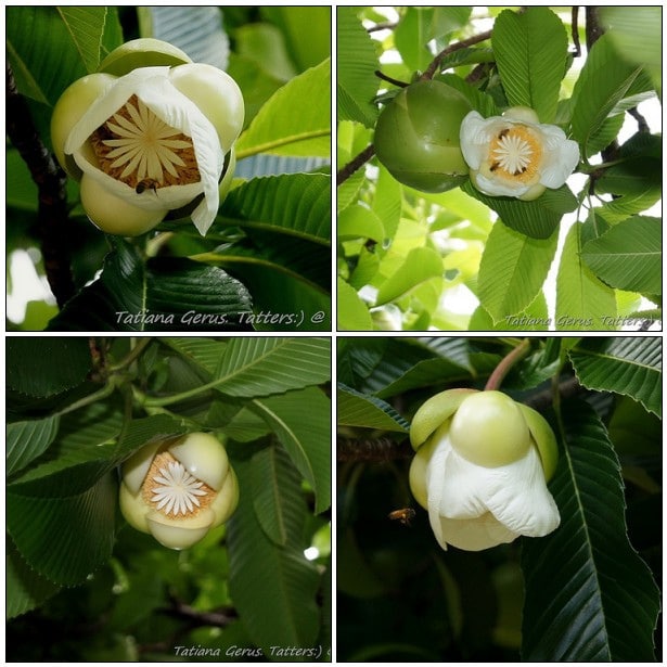 Dillenia indica