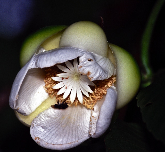 Dillenia indica (Dillenia indica)