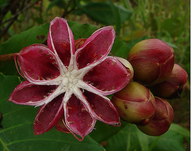 Dillenia suffruticosa