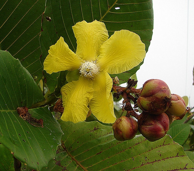 Dillenia suffruticosa