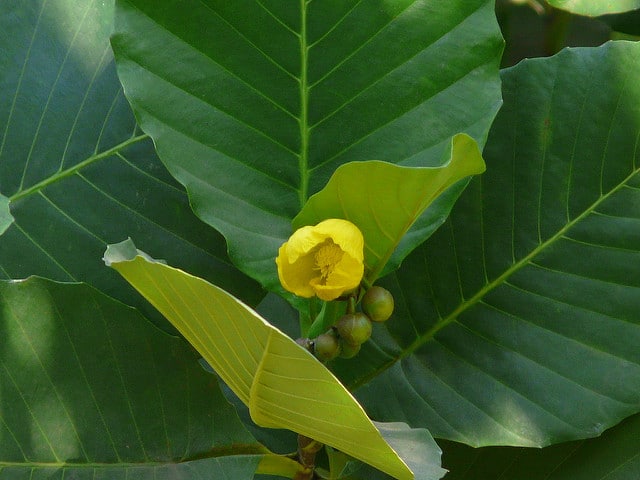 Dillenia suffruticosa