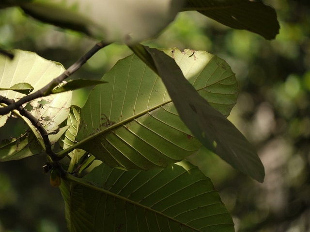 Dillenia suffruticosa