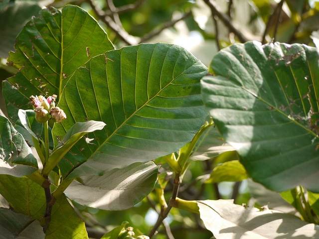 Dillenia suffruticosa