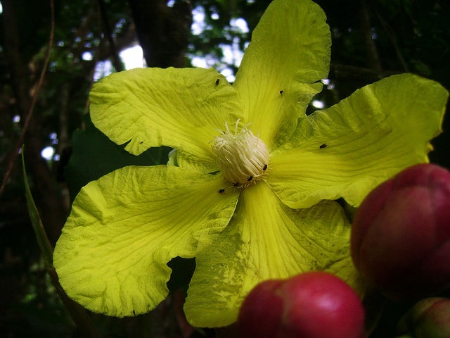 Dillenia suffruticosa (Dillenia suffruticosa)