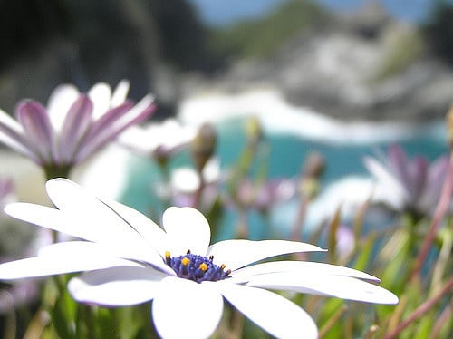 Souci du cap