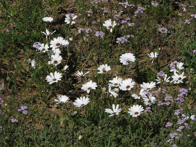 Souci du cap (Dimorphotheca pluvialis)