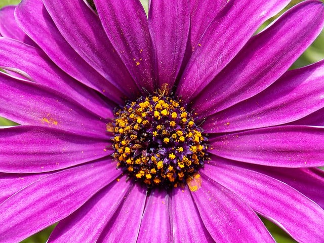 Dimorphotheca sinuata