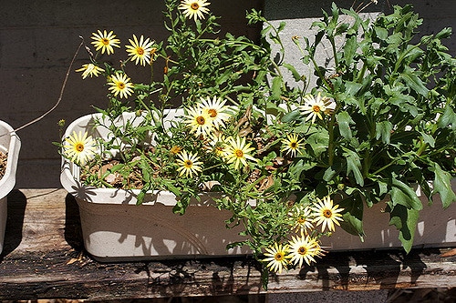 Dimorphotheca sinuata