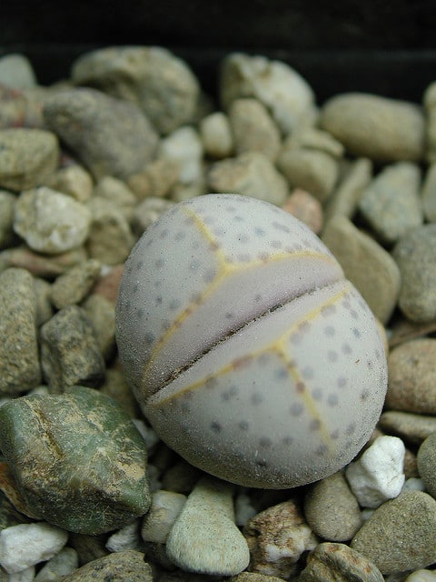 Dinteranthus wilmotianus