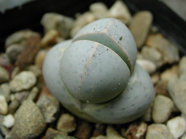 Dinteranthus wilmotianus (Dinteranthus wilmotianus)
