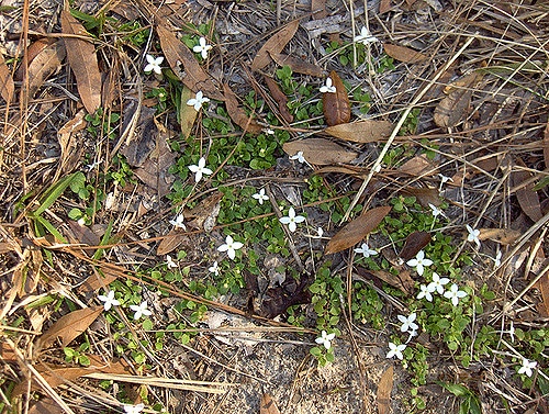 Diodia virginiana