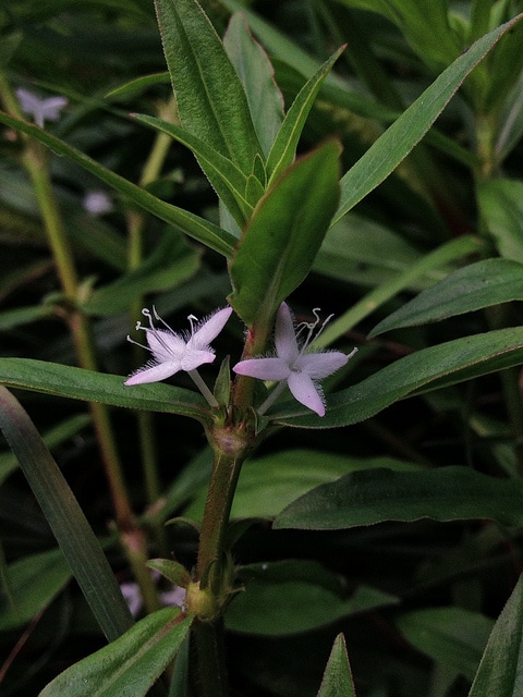 Diodia virginiana